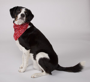 Western wear is back in style