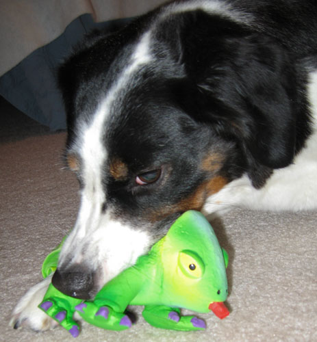 He used to stick his tongue out...now maybe I'll call him Stubby.