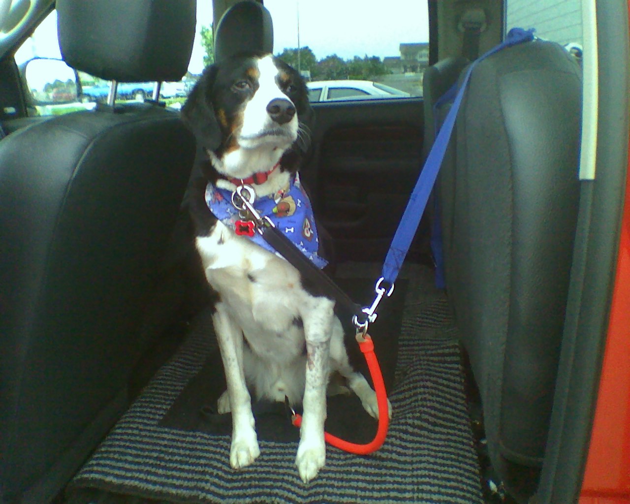 My bosses took me to the vet and all I got was this stupid bandanna.  And a root canal.