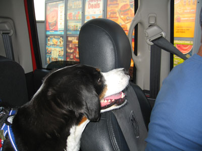 I'll have a large chicken blizzard please