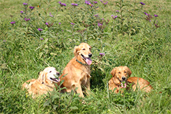 Jake, Murphy, and Hawk.  They win ribbons for finding ducks!  They have their own pond!