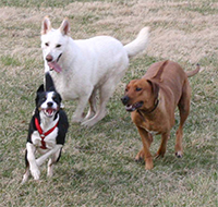 Me, winning a race with my best girl Storm and ridgie Alaydis.  Go Lyle!