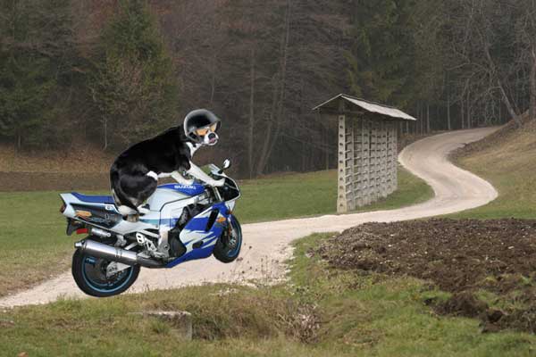 the open road is calling me...but then so is that pile of dirt