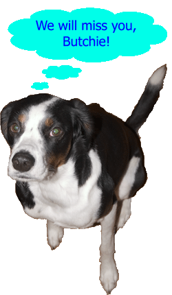 "He wagged his tail with his heart."