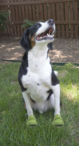 Thanks for the shoes, Basil!