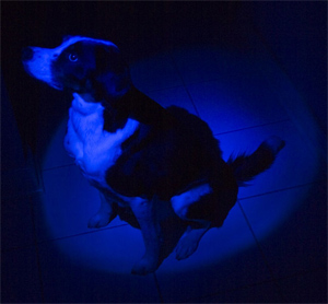 I'll have a blue loolie it's certain