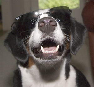 the car isn't really cool enough for me!