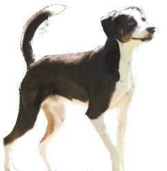 Style-A-Lyle figurines are flying off the shelves!