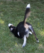 do the itchy itchy shake