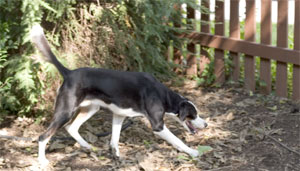 moles, yes. voles, yes. mice, no.