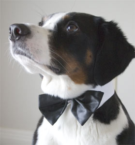 black tie required.  Pants optional.