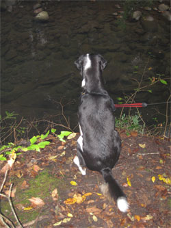 then you jump...if there's no water