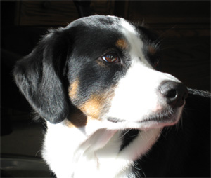 the next Ameridog Idol!