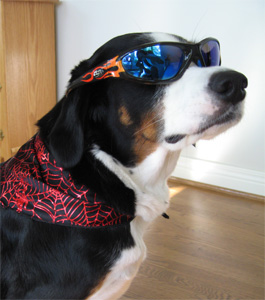 I am El Loo. Give me your candy.