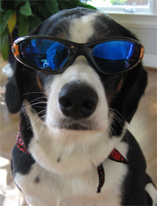 you cannot resist El Loo. Give with.