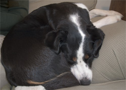 I was too tired to go to Congress anyway