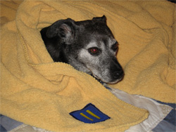 they say she is under the weather but it looks to me like she is under a blanket