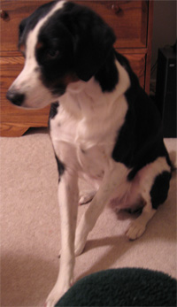 I've got the boogie fever!