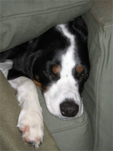 it's hard work staying this fabulous