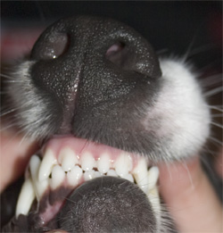 use the little nibblers up front to scrape up your gum