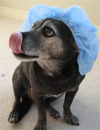 always skipping out for biscuits