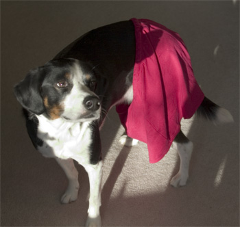 have pants, will dance