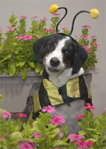 could I BEE any cuter??  Ha! Ha!