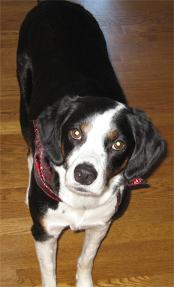 can you believe I haven't gotten my Pulitzer yet?