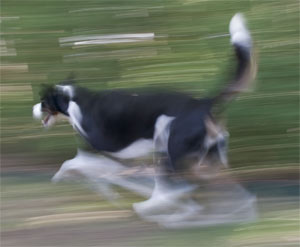 faster than a speeding bullet!