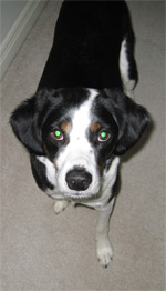 you WILL give me all of your turkey