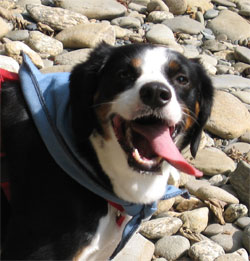 I campaigned till my tongue fell out