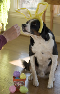 if it's not bunny flavor I don't want it