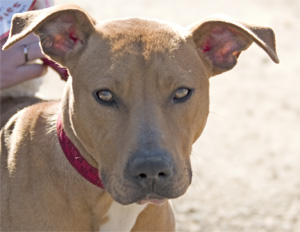 a lovely terrier mix.  I think she'd be a fine Princess Morgan.