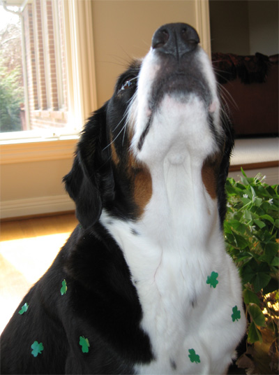 oh, St. Patrick, deliver me from this madness!