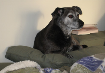 stuck on the pillow thing. Poor LB.