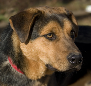 what a handsome pup.  He can play ME!