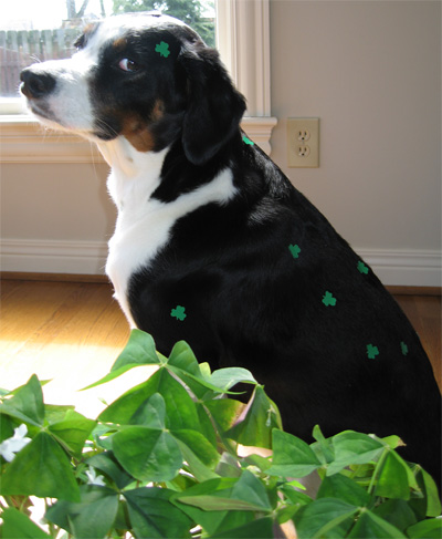 you think stickers are cute and funny but they're not