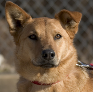 a gentle shepherd girl.  She can play Miss Matches.